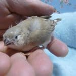 手乗りキンカチョウ　シナモン　ヒナ