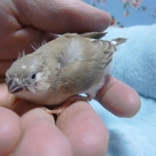 手乗りキンカチョウ　シナモン　ヒナ