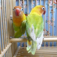 山吹ボタンインコ　ペア　ヒナ餌卒業済　２月２５日