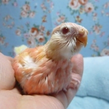 手乗りアキクサインコ　ヒナ　ルビノー