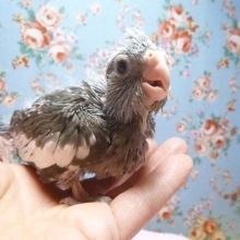 手乗りオカメインコ　ホワイトフェイス　ヒナ