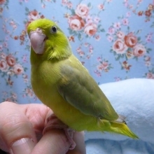 手乗りマメルリハ　ノーマルパイドの男の子　ヒナ餌卒業済み