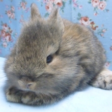 ライオンラビット　チェスナット　男の子　２月２３日