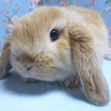 ロップイヤーラビット　オレンジ　男の子　２月２３日