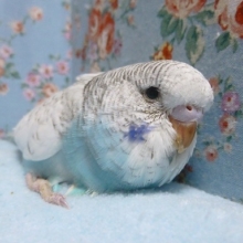 手乗りジャンボセキセイインコ　スパングル　ヒナ　２月２１日