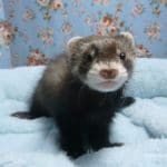 マーシャルフェレット　男の子　ブラックセーブル