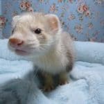 マーシャルフェレット　男の子　スターリングシルバー