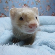 マーシャルフェレット　男の子　シナモン