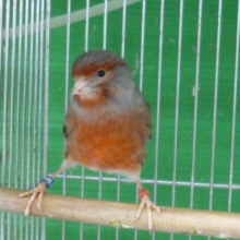 カナリア　レッドモザイク