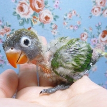 手乗りキエリボタンインコ　ヒナ　３月７日