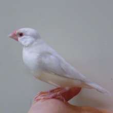 手乗り　イノ文鳥　２０１９年３月１４日撮影