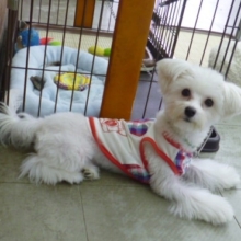 マルチーズ　お出迎え犬デビュー！