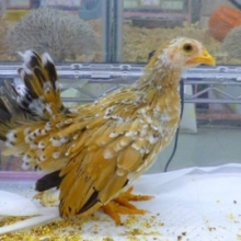 チャボ｜ショウジョウチャボ