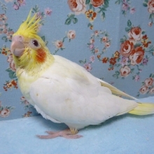 手乗りオカメインコ　ルチノー　ヒナ　３月２３日