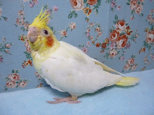 手乗りオカメインコ　ルチノー　ヒナ　３月２３日