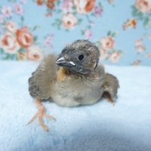 キンカチョウ・ジャンボ