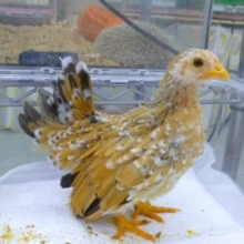 ショウジョウチャボ　２０１９年１月生まれ　　　　２０１９年３月１８日撮影