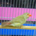 コモン鳥の　女の子　　２０１９年３月２１日撮影