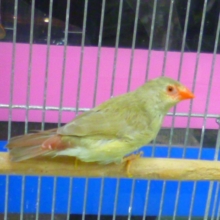 コモン鳥の　女の子　　２０１９年３月２１日撮影