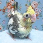 手乗りオカメインコ　パイド　ヒナ　３月７日　