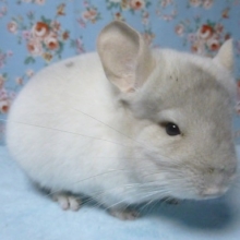 チンチラ　ホワイト　男の子　３月７日