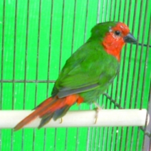 ヒノマルチョウ（日の丸鳥）