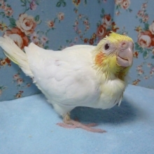 手乗りオカメインコ　ルチノー　ヒナ　３月２３日　（２羽目）