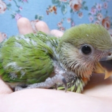 手乗りコザクラインコ　ノーマル　ヒナ　３月１６日