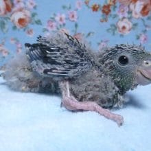 手乗りサザナミインコ　ノーマル　４月２９日