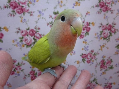 コザクラインコ（小桜インコ）