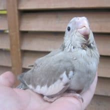 手のりオカメインコ　ホワイトフェイスシナモン
