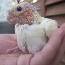 手のりオカメインコ　ルチノーパール
