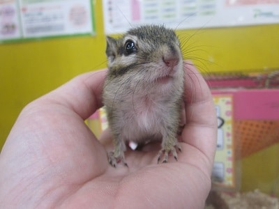 馴れシマリス　女の子