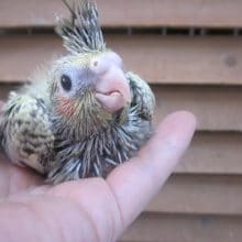 手のりオカメインコ　パール