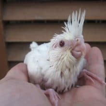 手のりオカメインコ（ピュアホワイト）真っ白な子が来ました！