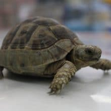 ギリシャリクガメ！！