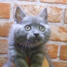 ブリティッシュショートヘアーお鼻まわりのこんもり具合が最高！