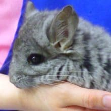 厚木店の小動物