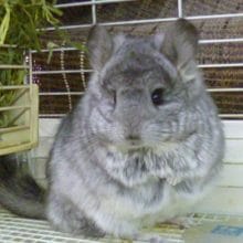 流山店の小動物