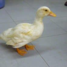 コールダック入舎しました！　２０１９年４月２６日産まれ