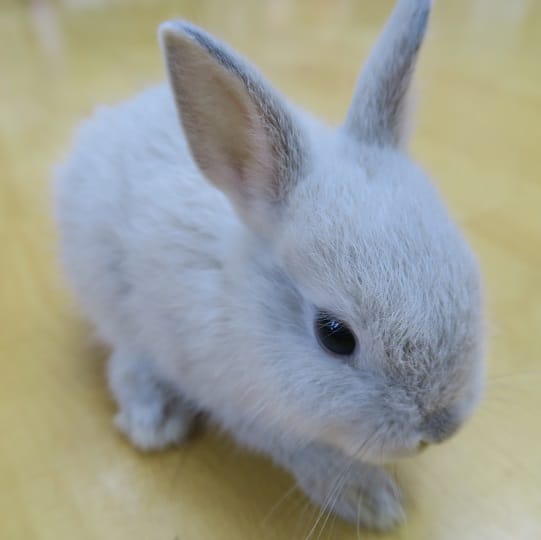 ミニウサギ（フロスティー系）ふわふわな子です - 東京からもほど近い 