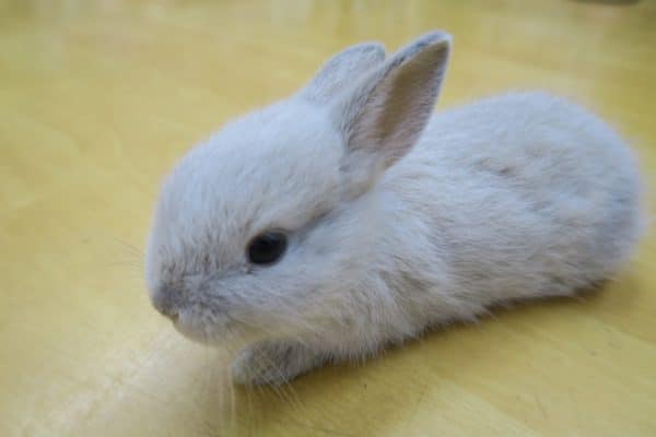 ミニウサギ フロスティー系 ふわふわな子です 東京からもほど近い 千葉県 神奈川県 埼玉県でミニウサギ を販売するペットショップ
