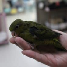 サザナミインコ（ノーマル）2019年5月下旬生まれ