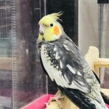 オカメインコ（パール）ちょい馴れ？？