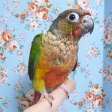 ワキコガネウロコインコ　２０１９年６月生まれ