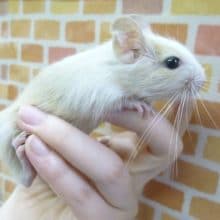 最新のかわいい小動物