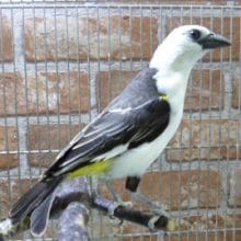 シロガシラウシハタオリ　２０１９年７月２８日撮影