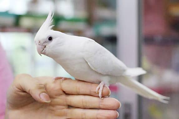 噛まないヨイ子のオカメインコ（ピュアホワイト）