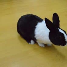 パンダウサギ の販売一覧| 千葉県・栃木県・神奈川県・埼玉県の