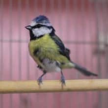 アオガラ｜スペインからきました